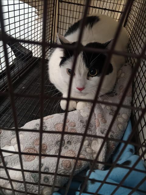 POCHI, Adult Domestic Short Hair (medium coat), cat for adoption in Alhambra, California