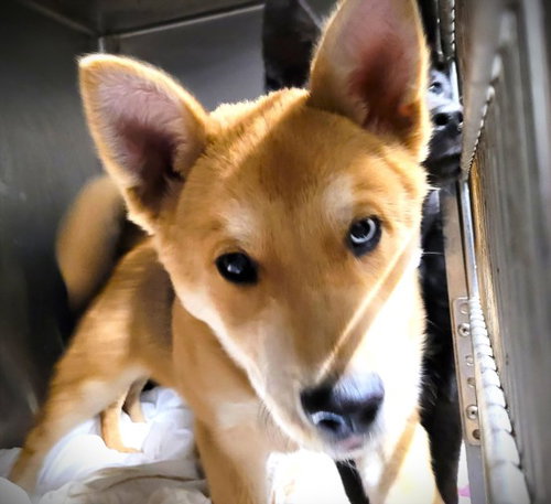 OBITO, an adoptable Husky in Los Angeles, CA