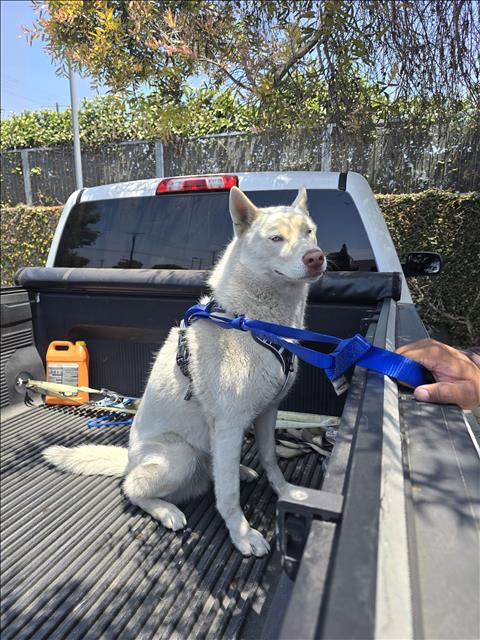 BLUE, an adoptable Siberian Husky in Los Angeles, CA