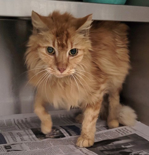 LIGHT, Senior Domestic Short Hair (medium coat), cat for adoption in Alhambra, California