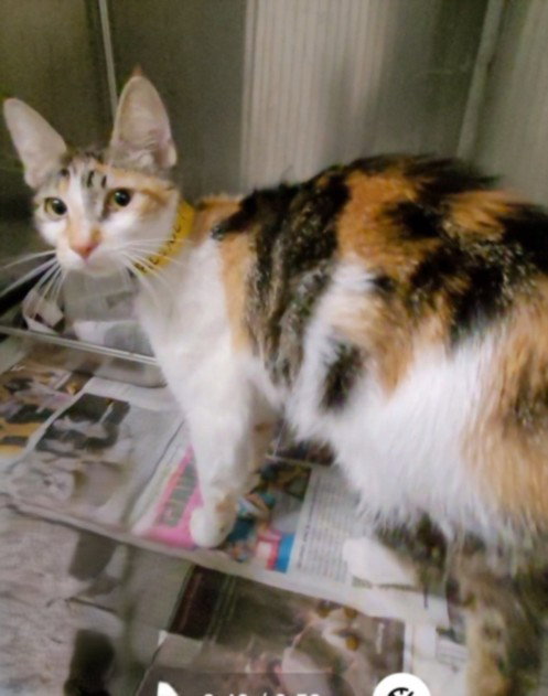 KIARA, Adult Domestic Short Hair (medium coat), cat for adoption in Alhambra, California