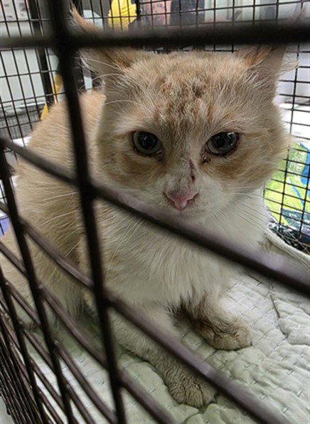 RED, Adult Domestic Short Hair (medium coat), cat for adoption in Alhambra, California