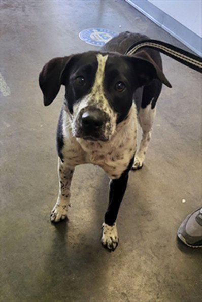 SYDNEY, an adoptable Pointer in Los Angeles, CA