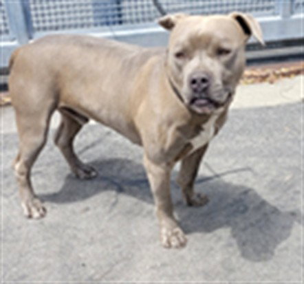 TANK, an adoptable American Pit Bull Terrier in Los Angeles, CA
