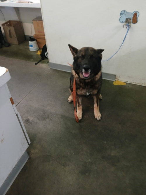 MARLEY, an adoptable German Shepherd Dog in Los Angeles, CA