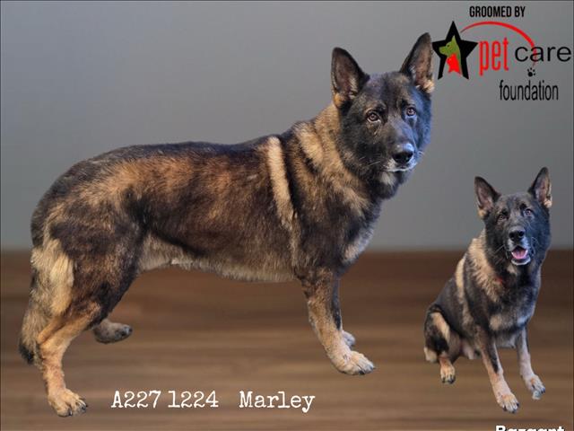 MARLEY