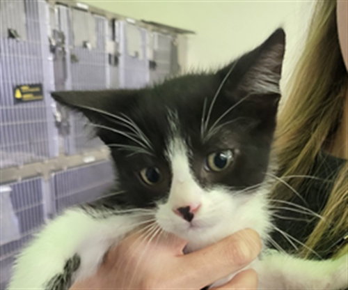 A2272191, Baby Domestic Short Hair (medium coat), cat for adoption in Alhambra, California