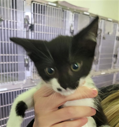 A2272192, Baby Domestic Short Hair (medium coat), cat for adoption in Alhambra, California