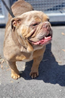 DIXIE, an adoptable English Bulldog in Los Angeles, CA