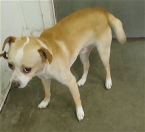 BON BON, an adoptable Chihuahua in Los Angeles, CA