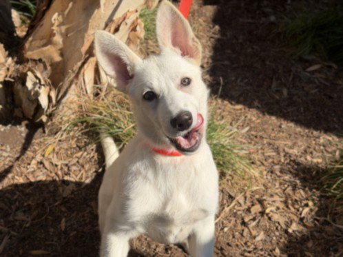 COLA, an adoptable Husky in Los Angeles, CA