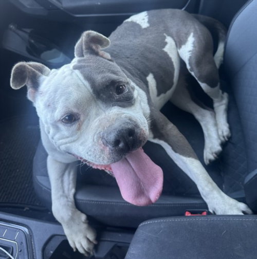 DEEDEE, an adoptable Pit Bull Terrier in Los Angeles, CA