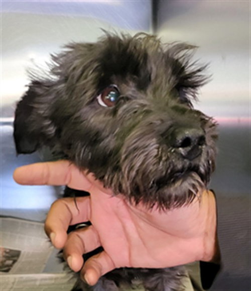 LOLA, an adoptable Miniature Schnauzer in Los Angeles, CA