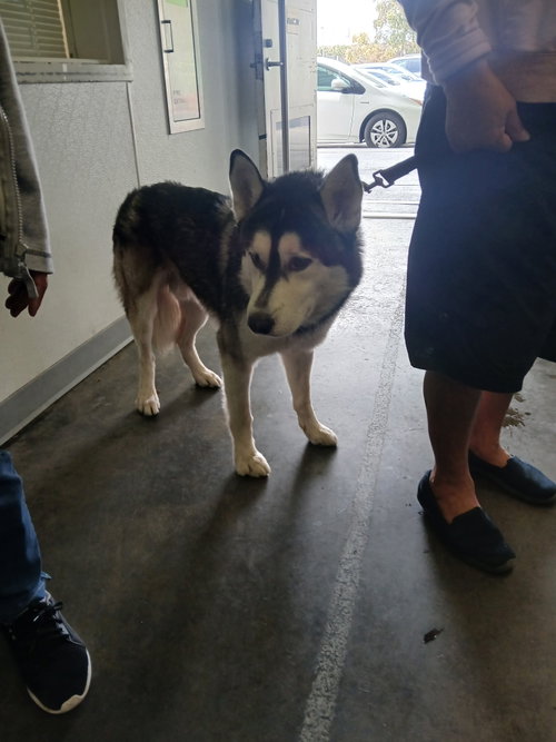 LOBO