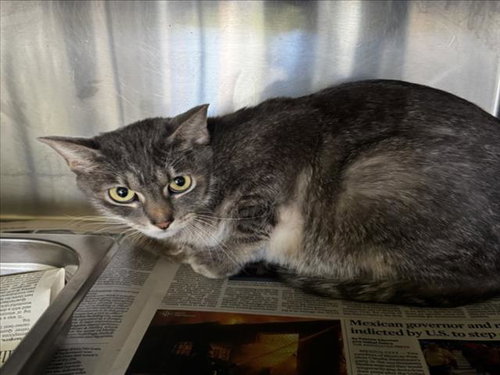 GANDALF THE GREY, Young Domestic Short Hair (medium coat), cat for adoption in Paramount, California