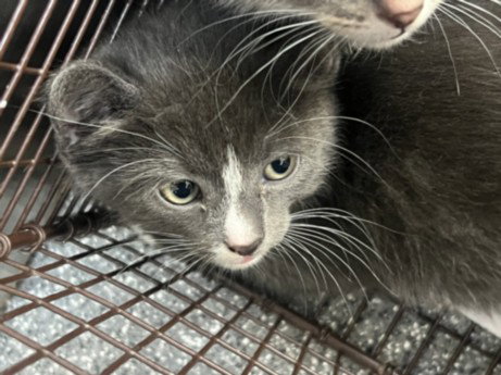 NOVA, Young Domestic Short Hair (medium coat), cat for adoption in Paramount, California
