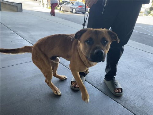 OSO, an adoptable German Shepherd Dog in Los Angeles, CA