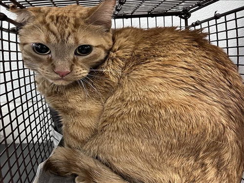 LION, an adoptable Domestic Short Hair in Los Angeles, CA