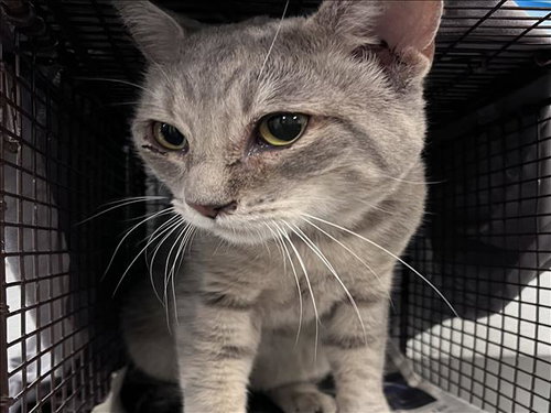 KHAOS, an adoptable Domestic Short Hair in Los Angeles, CA