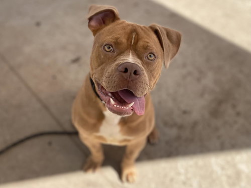 GOLDIE, an adoptable Pit Bull Terrier in Los Angeles, CA