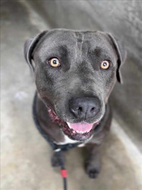 CHASE, an adoptable Pit Bull Terrier in Los Angeles, CA