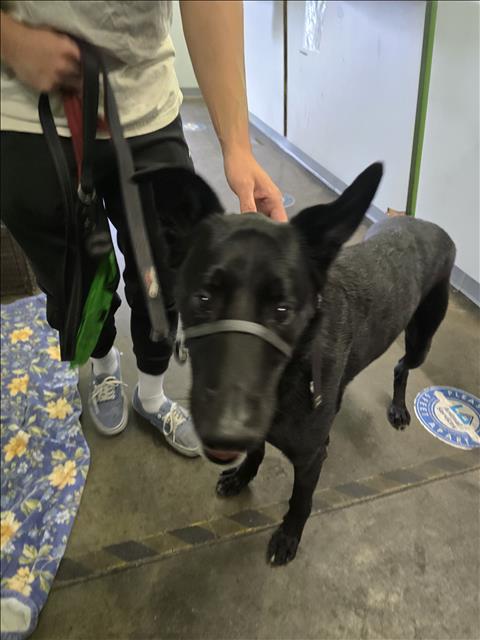 LOUIE, an adoptable German Shepherd Dog in Los Angeles, CA