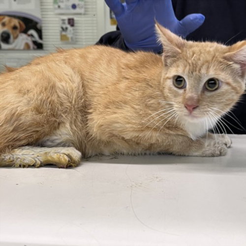 BOMBON, Young Domestic Short Hair (medium coat), cat for adoption in Paramount, California