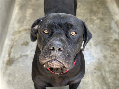 BRI, an adoptable Cane Corso Mastiff in Los Angeles, CA