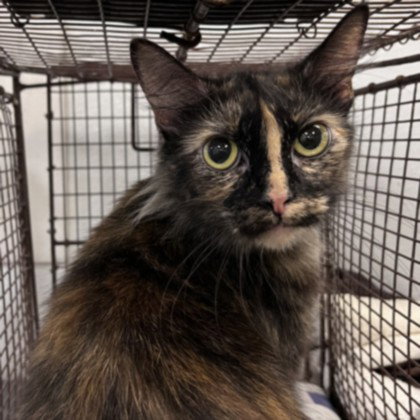 ESMERALDA, Adult Domestic Medium Hair (medium coat), cat for adoption in Paramount, California