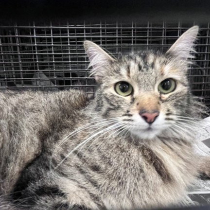 MOIRA ROSE, Adult Domestic Medium Hair (medium coat), cat for adoption in Paramount, California