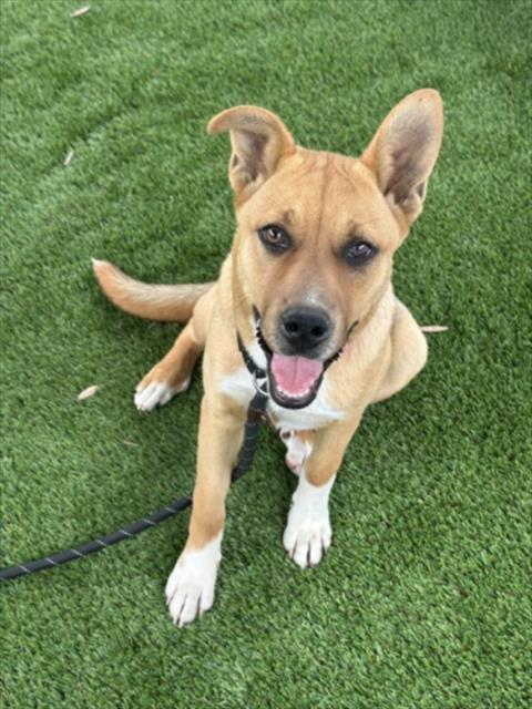 ANGIE, an adoptable Pit Bull Terrier in Los Angeles, CA