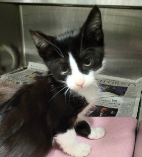 BLAZE, Baby Domestic Short Hair (medium coat), cat for adoption in Paramount, California