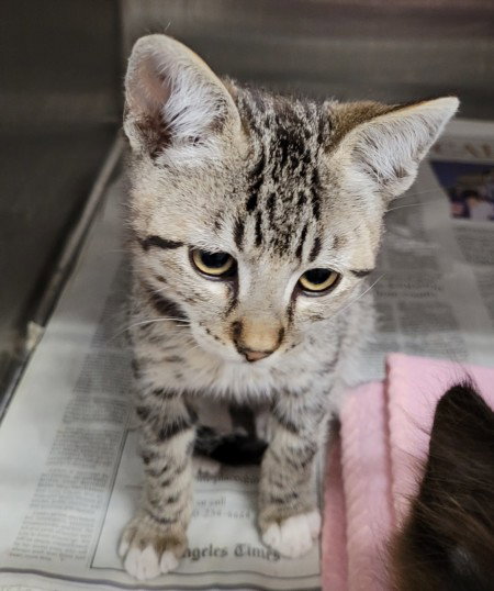 SPLINTER, Baby Domestic Short Hair (medium coat), cat for adoption in Paramount, California