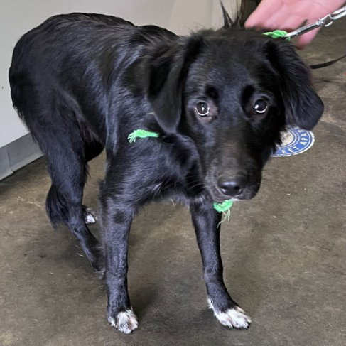 ABIGAIL, an adoptable Border Collie in Los Angeles, CA