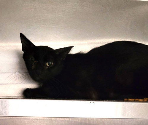 BUBBLES, Adult Domestic Short Hair (medium coat), cat for adoption in Paramount, California