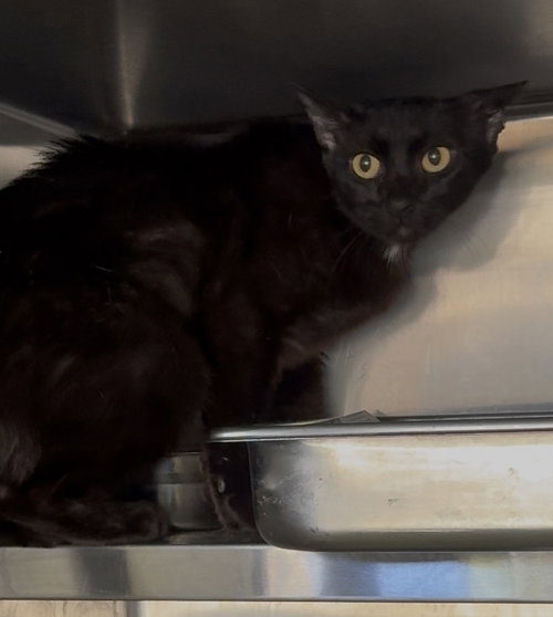 BUBBLES, Adult Domestic Short Hair (medium coat), cat for adoption in Torrance, California