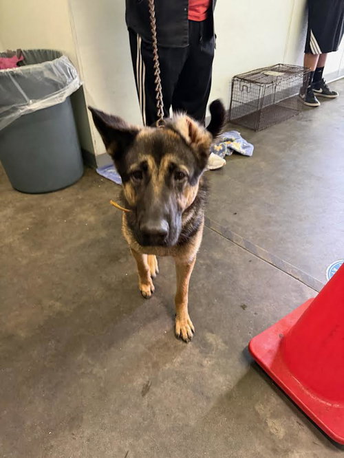 FRANNIE, an adoptable German Shepherd Dog in Los Angeles, CA