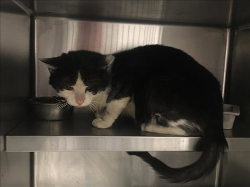 BOB, Young Domestic Short Hair (medium coat), cat for adoption in La Puente, California