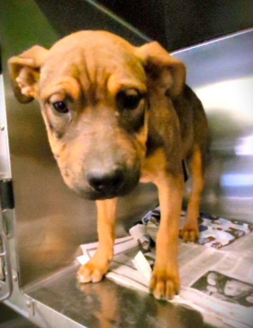 GINNY, an adoptable German Shepherd Dog in Los Angeles, CA