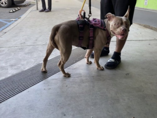 WAFFLES, an adoptable Bulldog in Los Angeles, CA