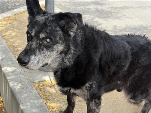 ASIROS, an adoptable Catahoula Leopard Dog in Los Angeles, CA