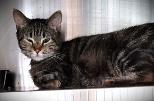 MARIA, Adult Domestic Short Hair (medium coat), cat for adoption in Paramount, California