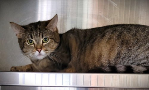 MAYRA, Adult Domestic Short Hair (medium coat), cat for adoption in Paramount, California