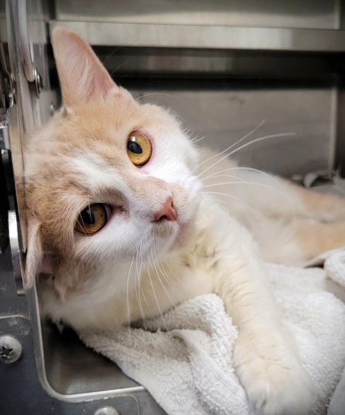 CAT, Adult Domestic Short Hair (medium coat), cat for adoption in Paramount, California