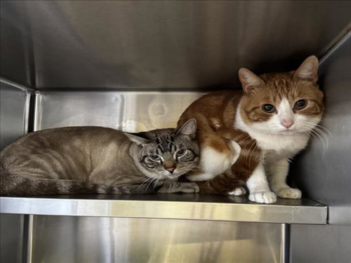 LUCAS, Young Domestic Short Hair (medium coat), cat for adoption in Paramount, California