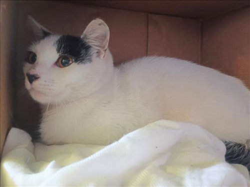 OSCAR, Adult Domestic Short Hair (medium coat), cat for adoption in Paramount, California