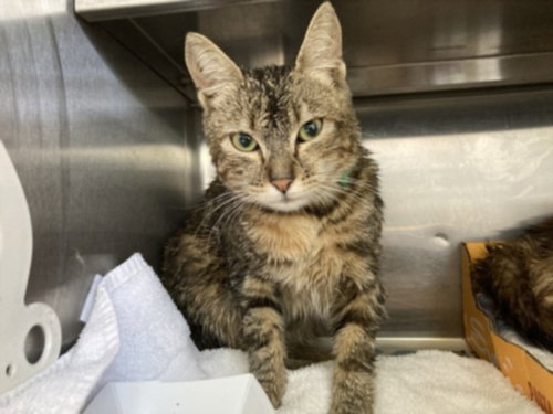FARRAH, Adult Domestic Short Hair (medium coat), cat for adoption in Paramount, California