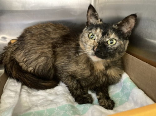 FOXY, Adult Domestic Short Hair (medium coat), cat for adoption in Paramount, California