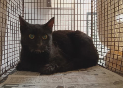 A2273670, Adult Domestic Short Hair (medium coat), cat for adoption in Paramount, California