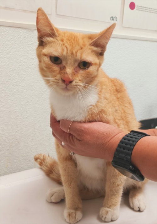 A2273706, Adult Domestic Short Hair (medium coat), cat for adoption in Paramount, California